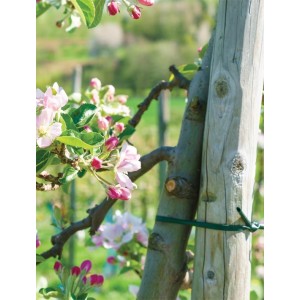 Wężyk do mocowania roślin 5,0mm x 50m