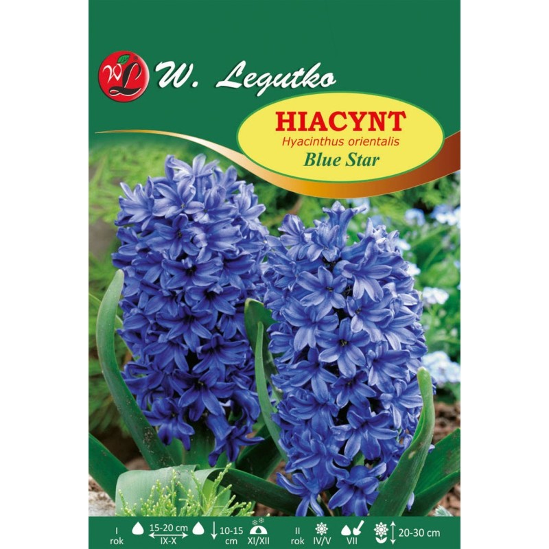 Hiacynt Blue Star - 30szt.
