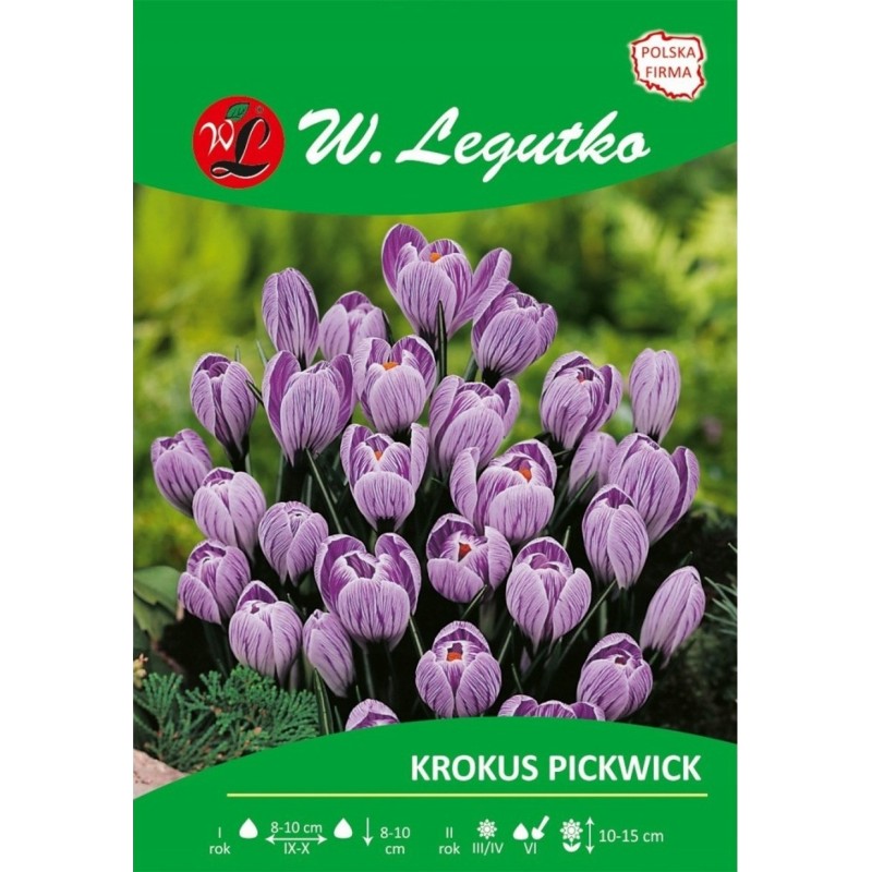 Krokus Pickwick, Vernus - 80szt.