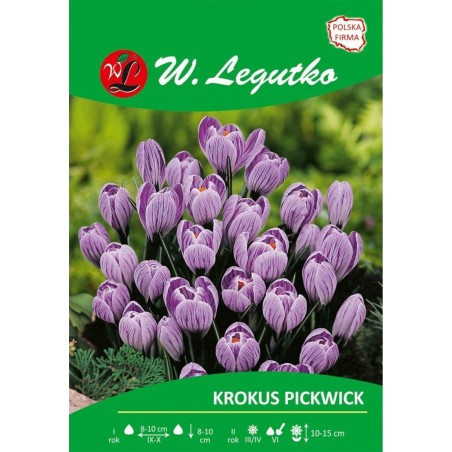 Krokus Pickwick, Vernus - 80szt.