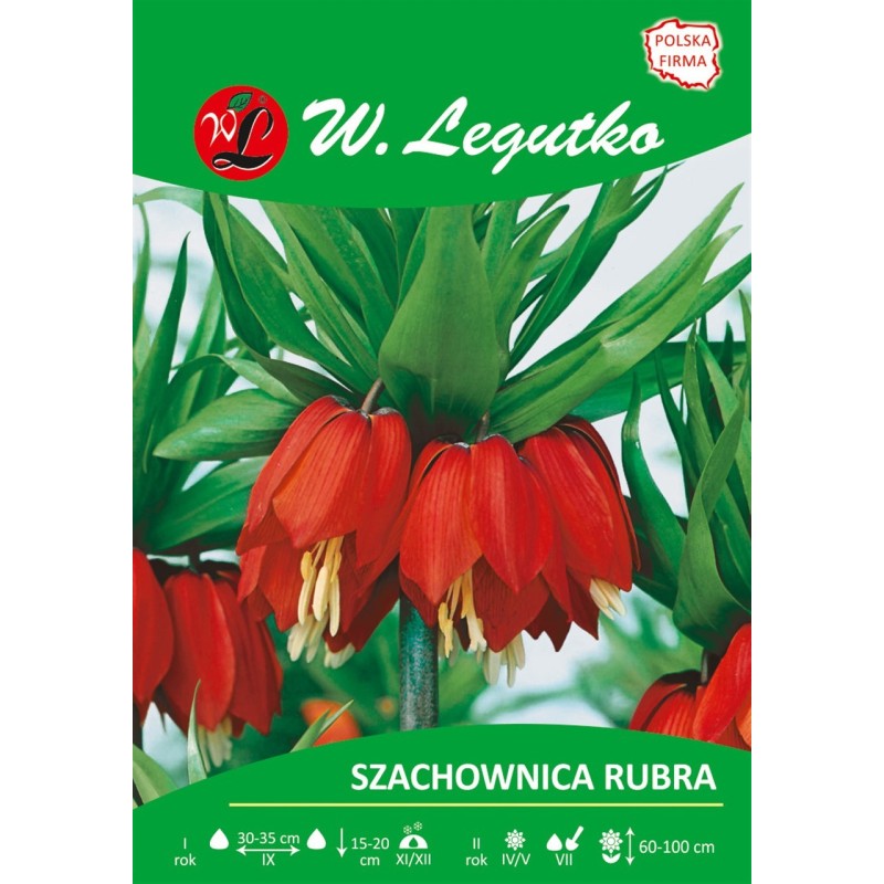Szachownica cesarska Rubra - 5szt.