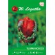 Tulipan Rococo papuzie (op.30 szt.)