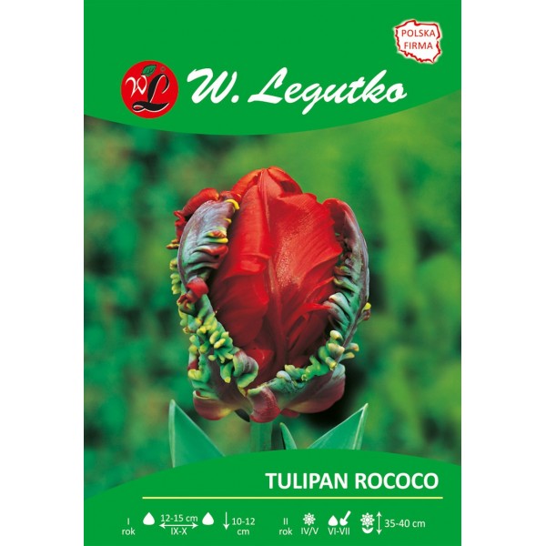 Tulipan Rococo papuzie (op.30 szt.)