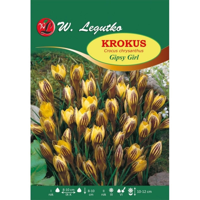 Krokus Gipsy Girl , Chrysanthus - 80szt.