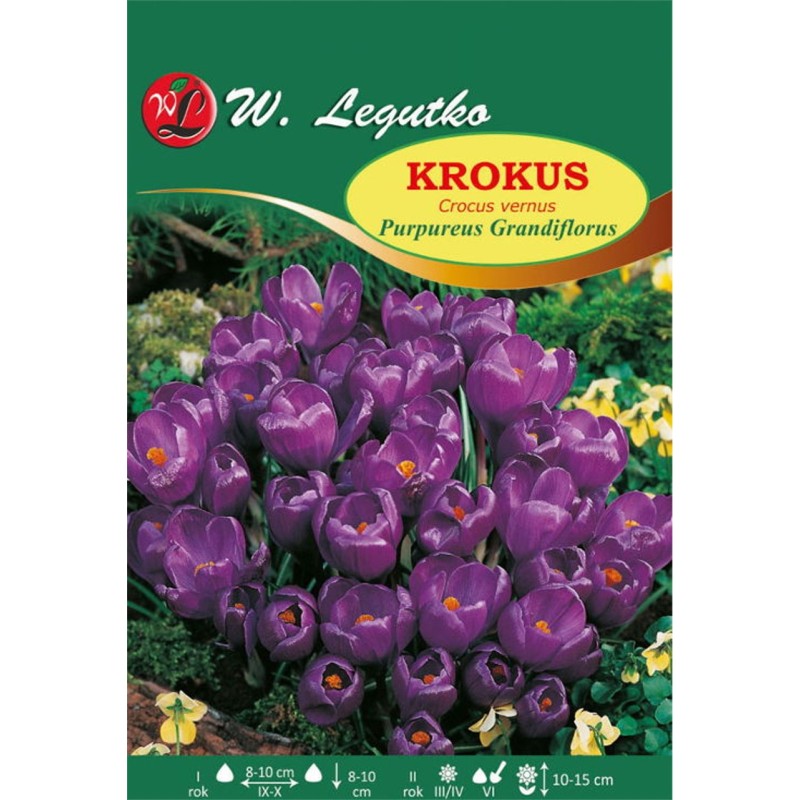 Krokus Purpureus Grandiflorus, Vernus - 80szt.