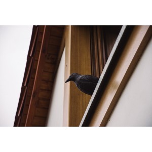 Kruk - odstraszacz ptaków