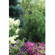 Podpora ogrodowa Kwiaty 118x38cm - czarna