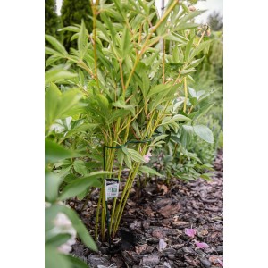 Podpora pierścieniowa falista do roślin   1/2 koła śred. 40 cm / wys. 115cm