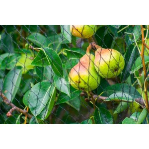 Tkana siatka ochronna Bird Net DIAMOND  20g/m2 15 x 15 mm, 2 x 20m