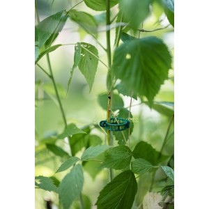 Klipsy do mocowania roślin 22mm  500 sztuk